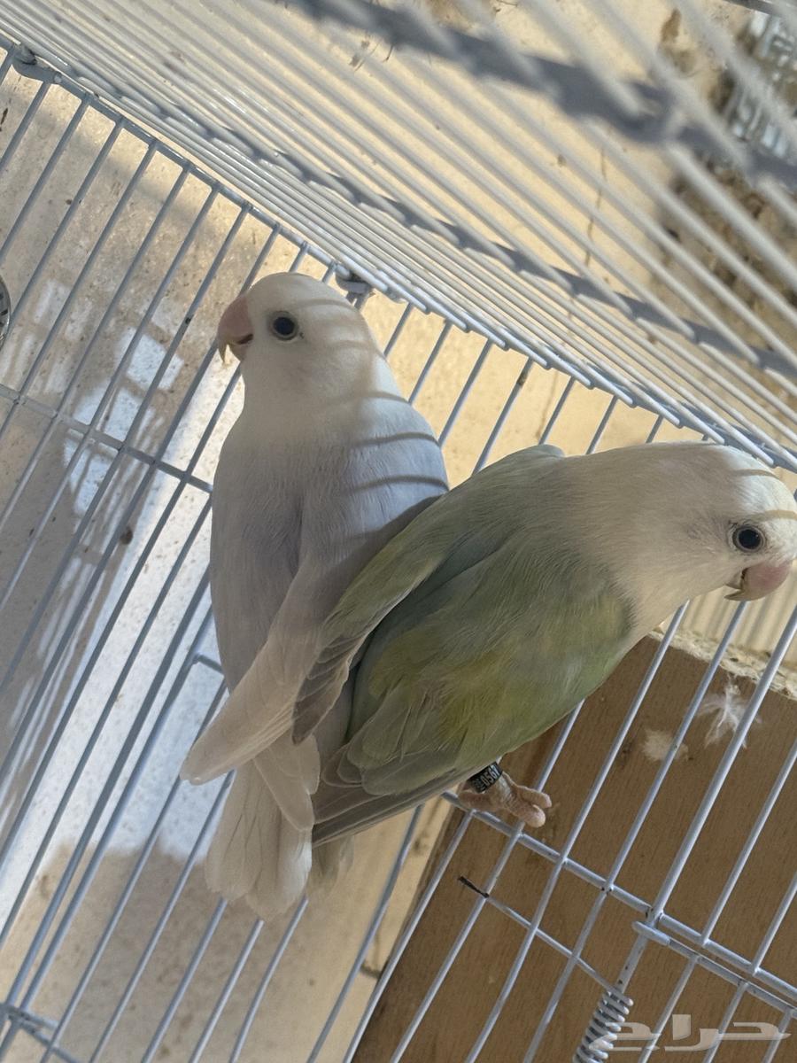 للبيع جوزين روز64544877390210110