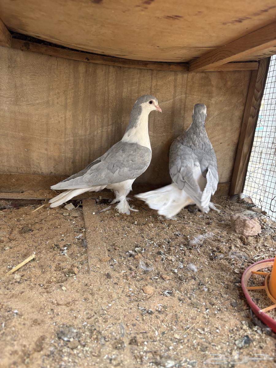 للبيع حمام جوز64552363385729113