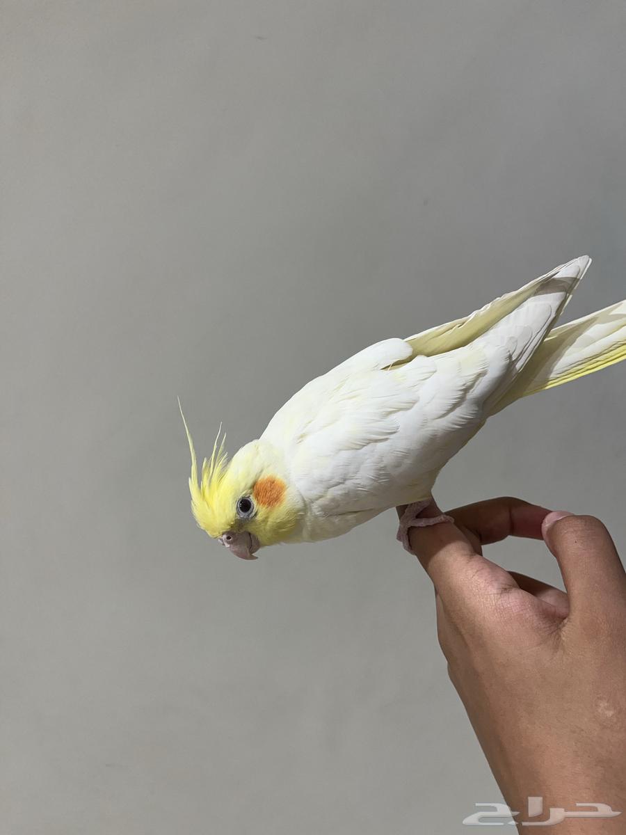 كروان هدد داخلي و هدد خارجي64549726021507111