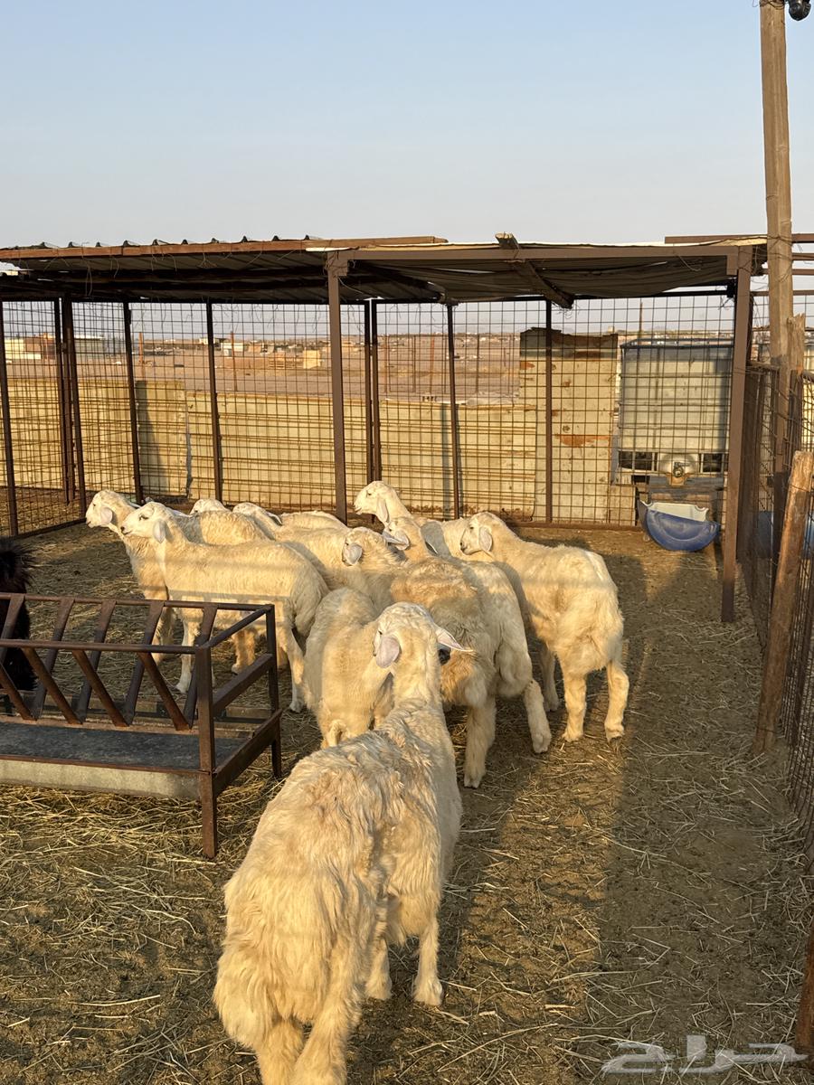 طليان ورخال حريه64549797944835110