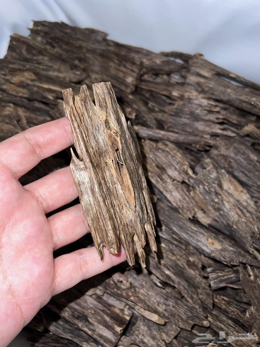 عود هندي64552105621763111