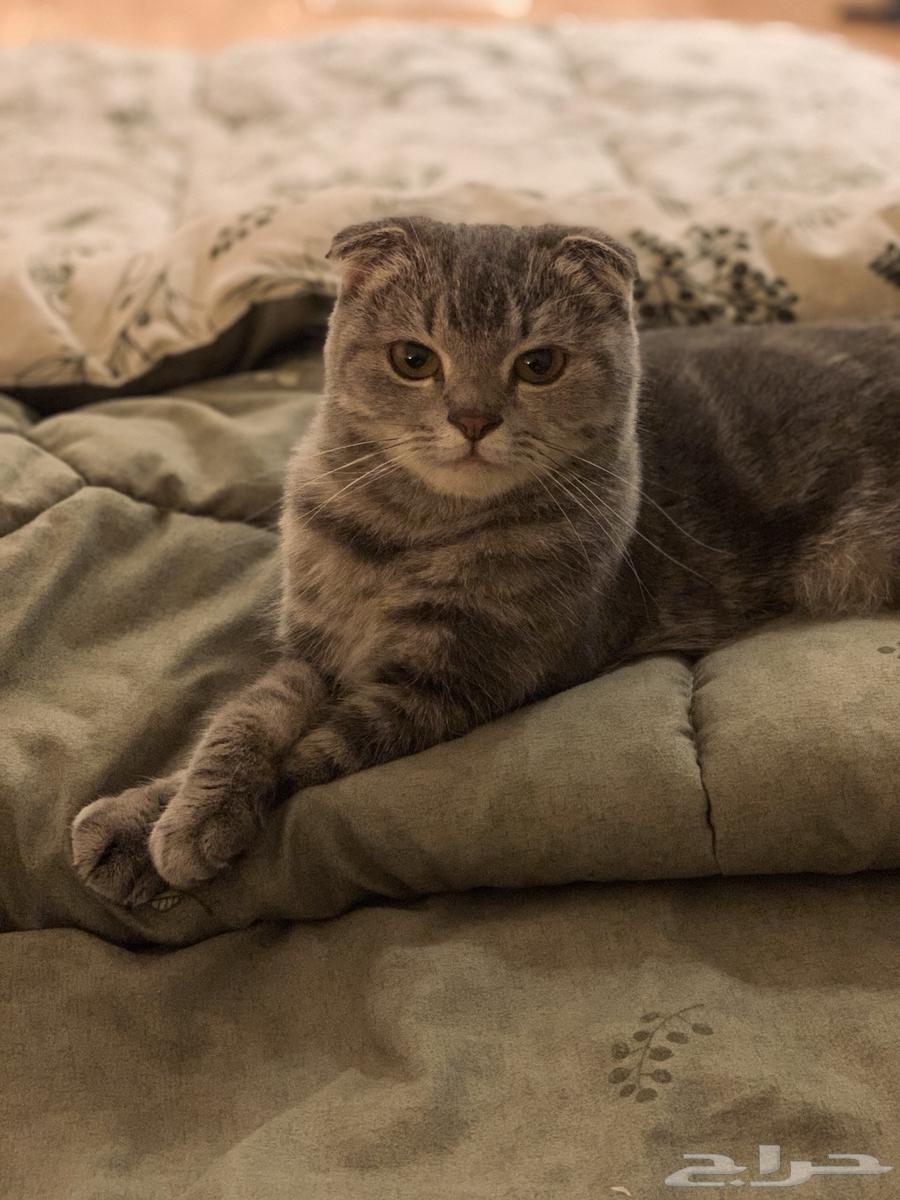 بسة للبيع64547610987393113