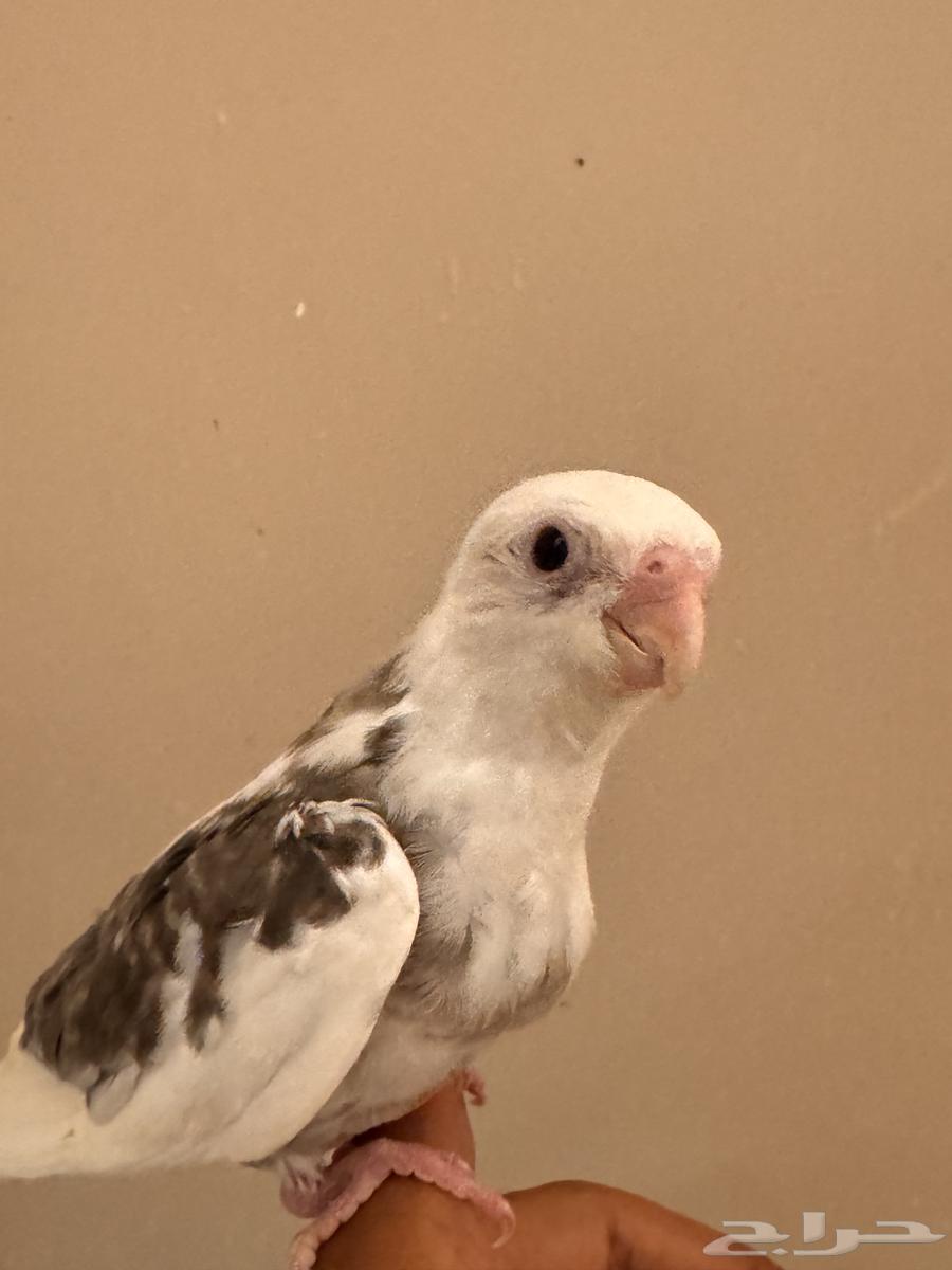 فرخين كروان64550732958083112