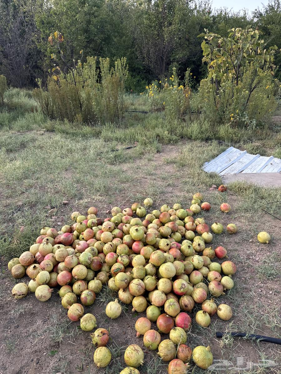 رمان طايفي السعر 50 جمله او تفريد64545217272707110
