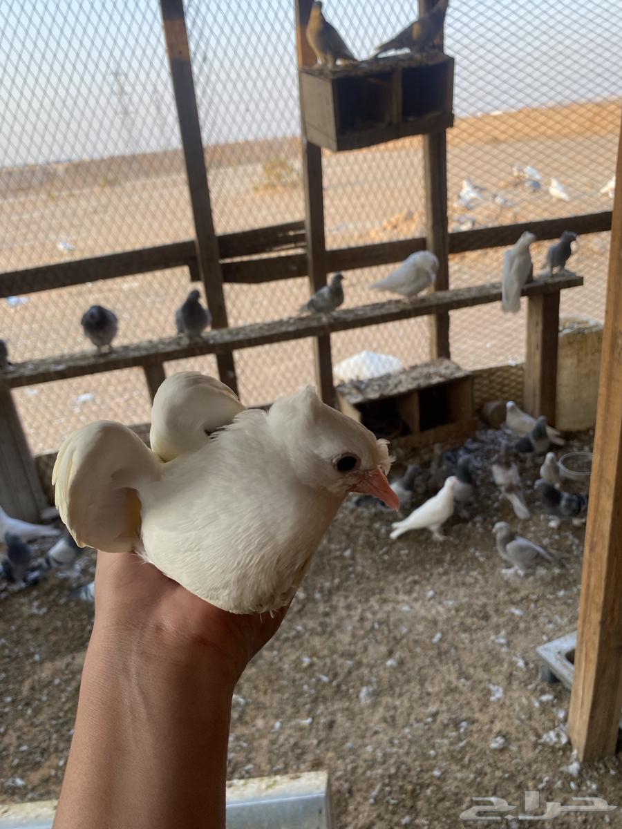 السلام عليكم. يوجد لي طبات اخوان بيض عمره شهر وصحه ممتازه64545475548418112