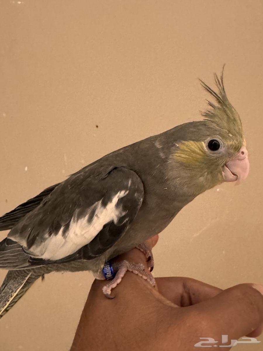 فرخين كروان64550732958083113