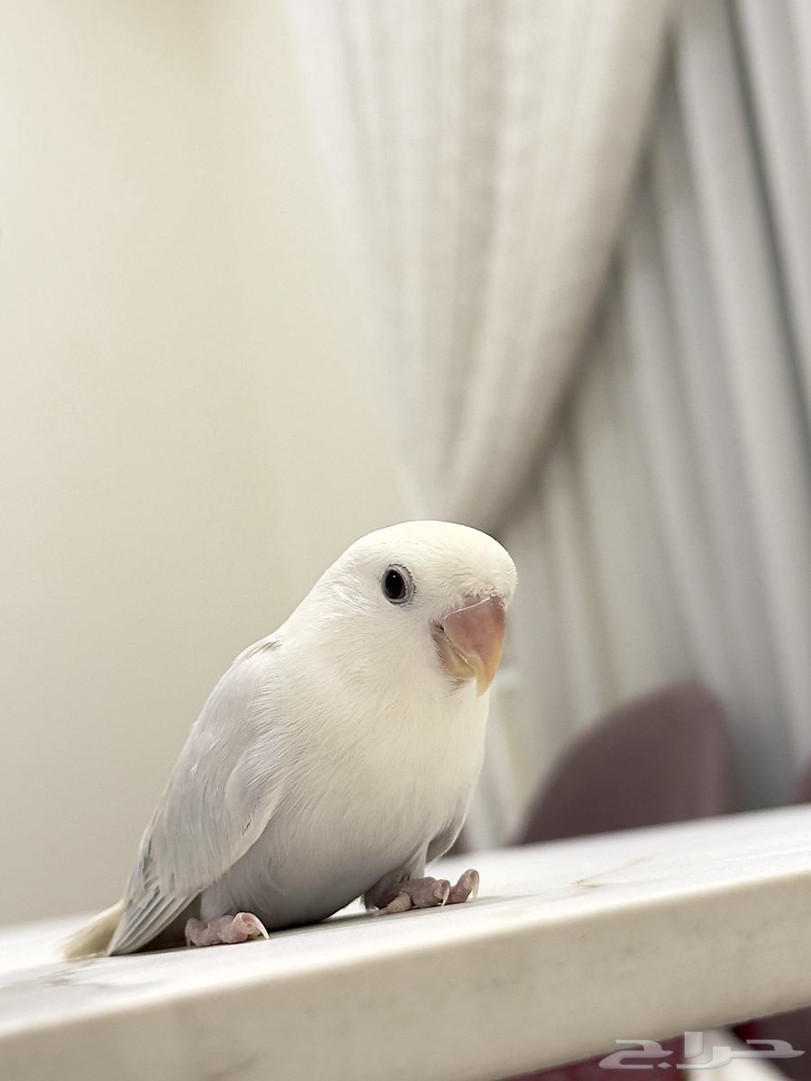 للبيع طير روز64548098532227110