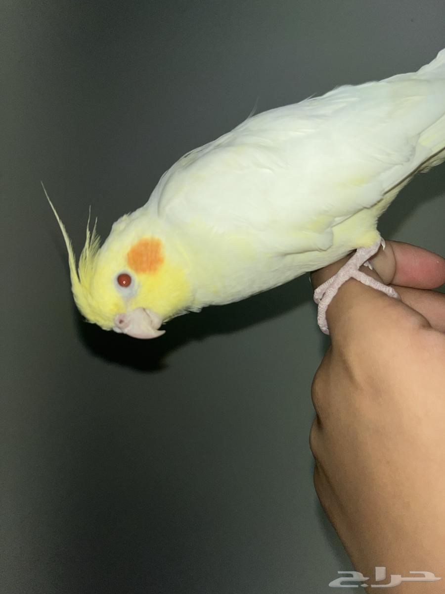 كروان هدد داخلي و هدد خارجي64549726021507112