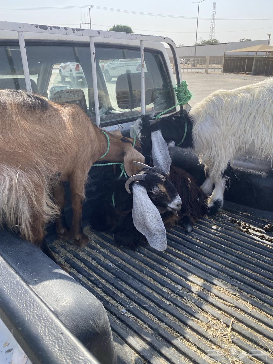 Jafartain and Tayis64545587804418110