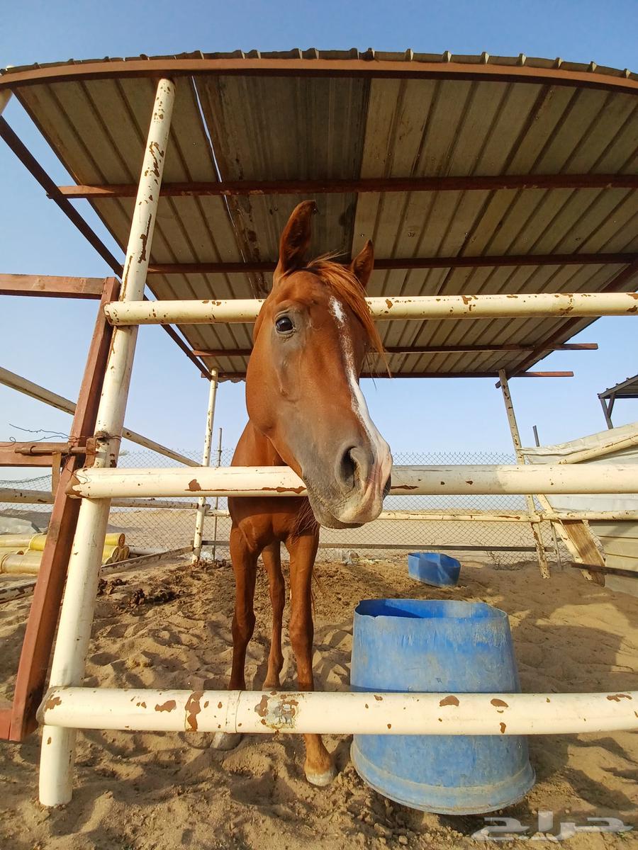 خيل للبيع64548547403266110