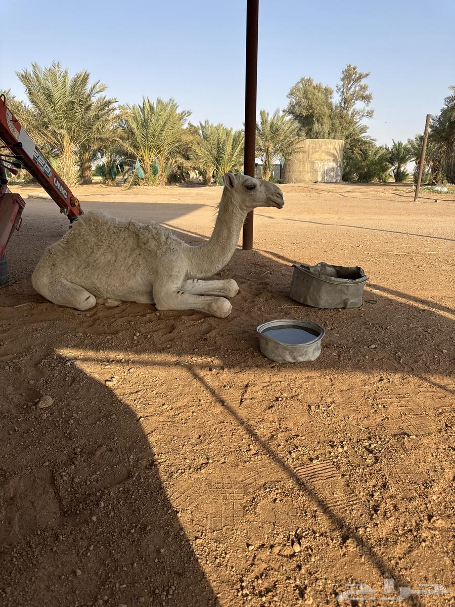 بكره للبيع عمره 6 شهور64549107054467110