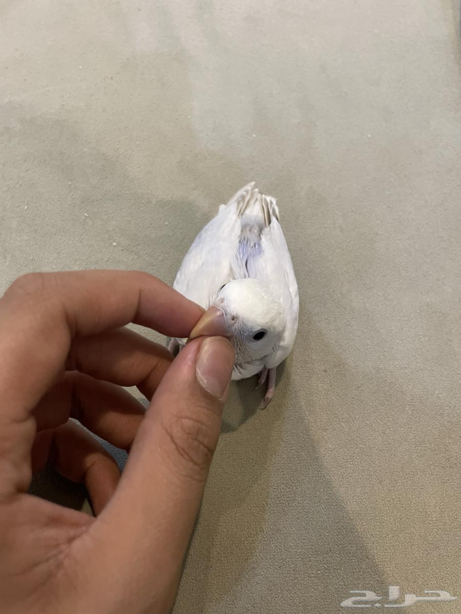 فرخ روز (تم البيع )64547457339905113