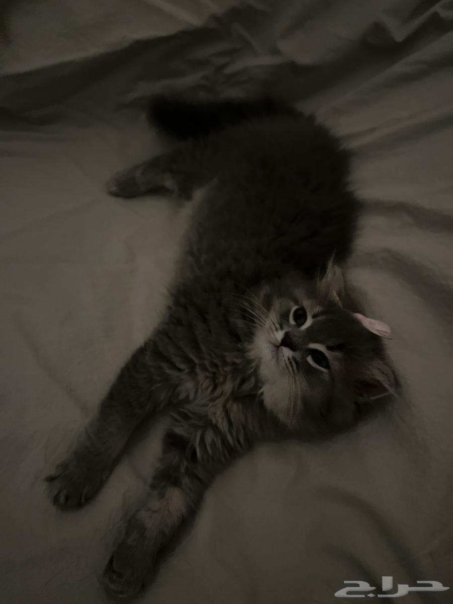 Scottish Fold kitten with Sherry for sale, male64553285667458110