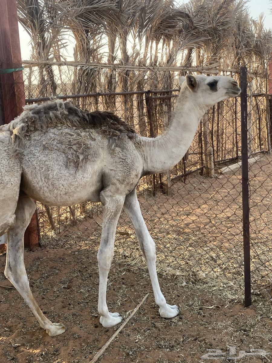 قعود طيب للبيع على السوم64550732950531110