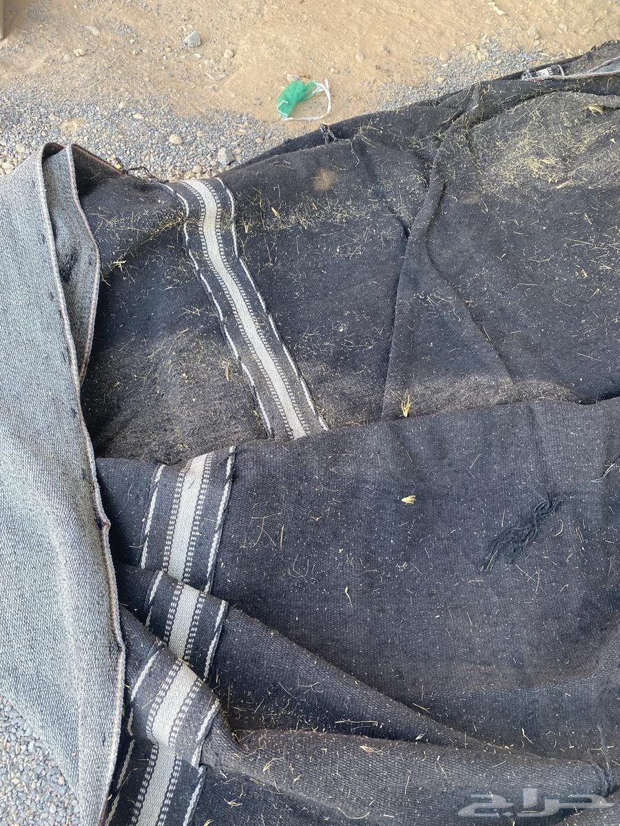 بيت شعر للبيع نظيف64411527375235113