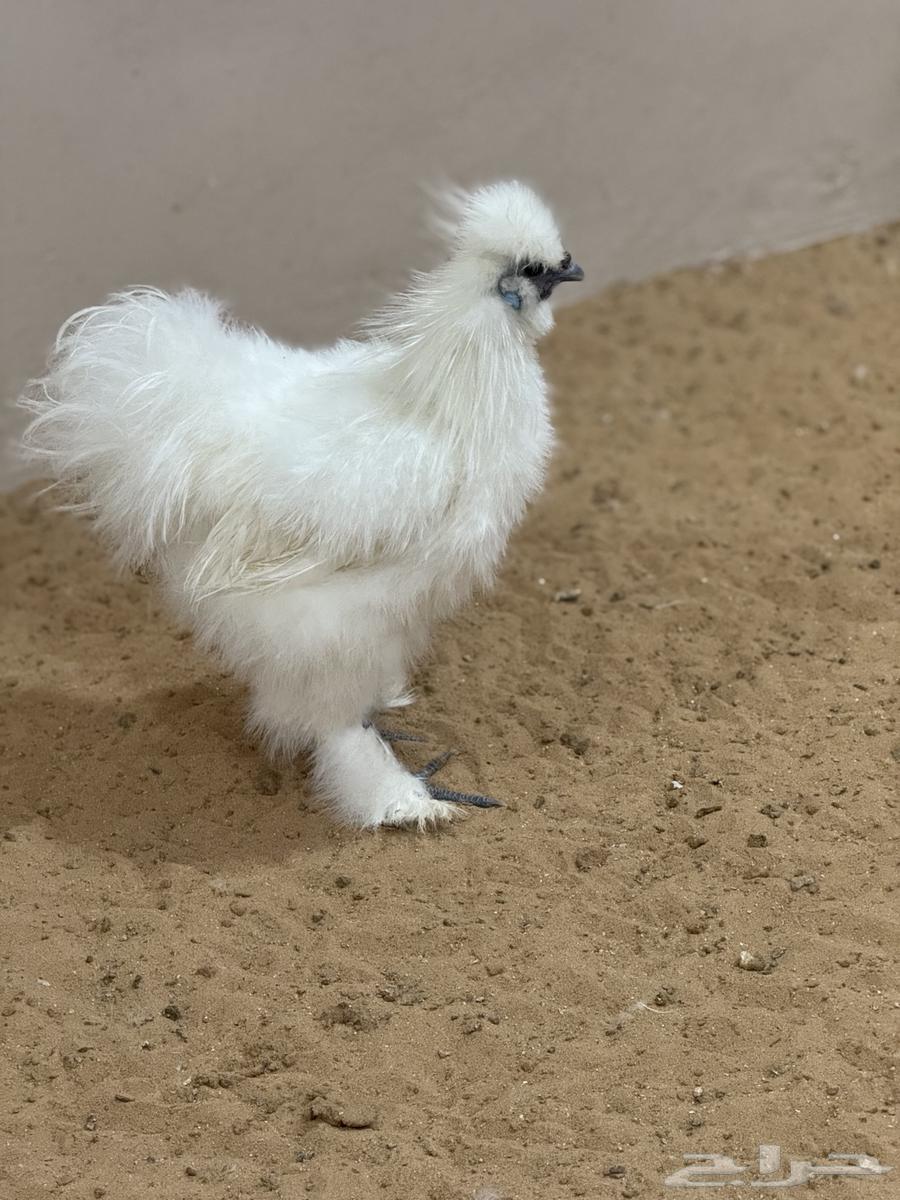 ديوك قطني امريكي64585868918786112