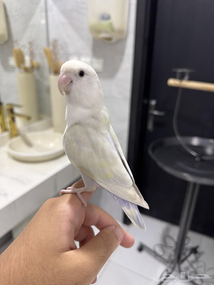 روز اليف وهدد للبيع64552163453186114