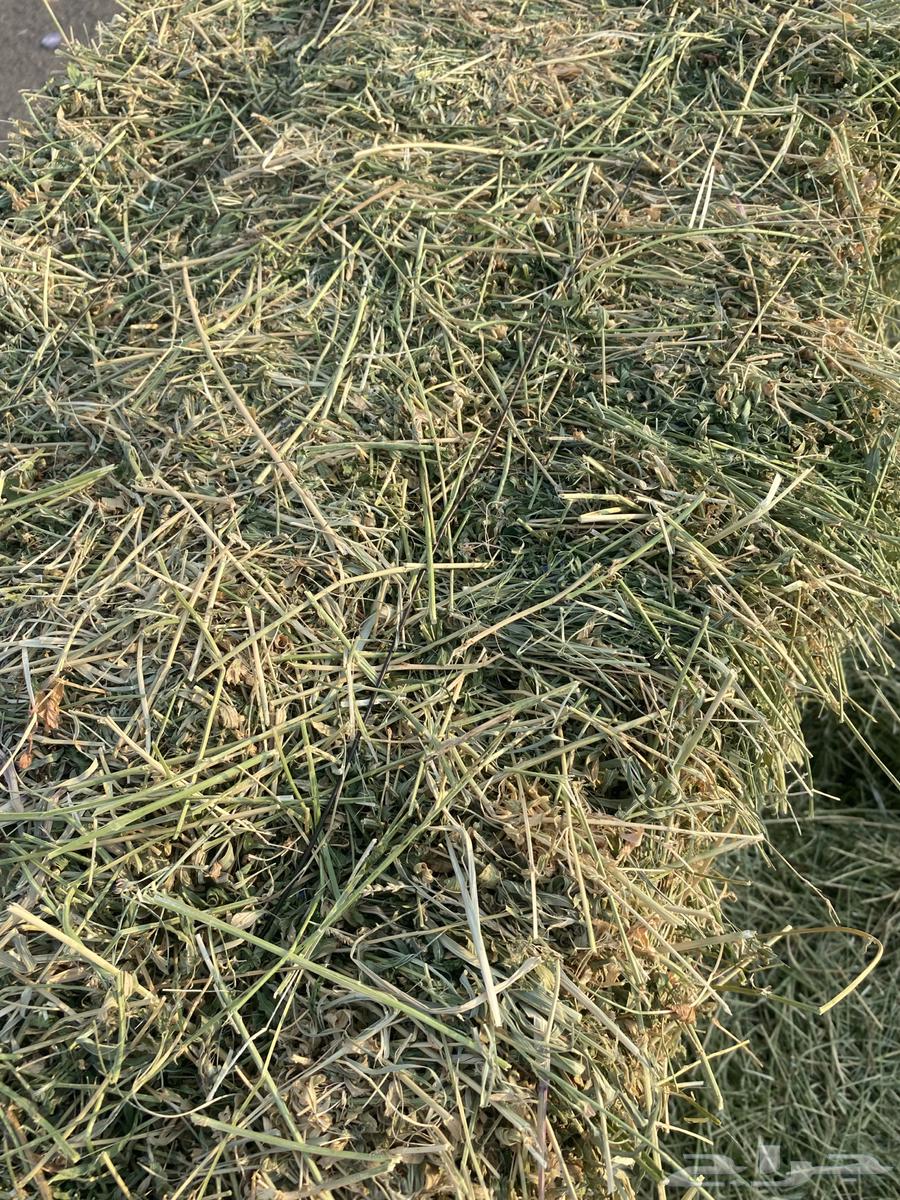 Clover pure size 80 to 85 price 2264548392924674111