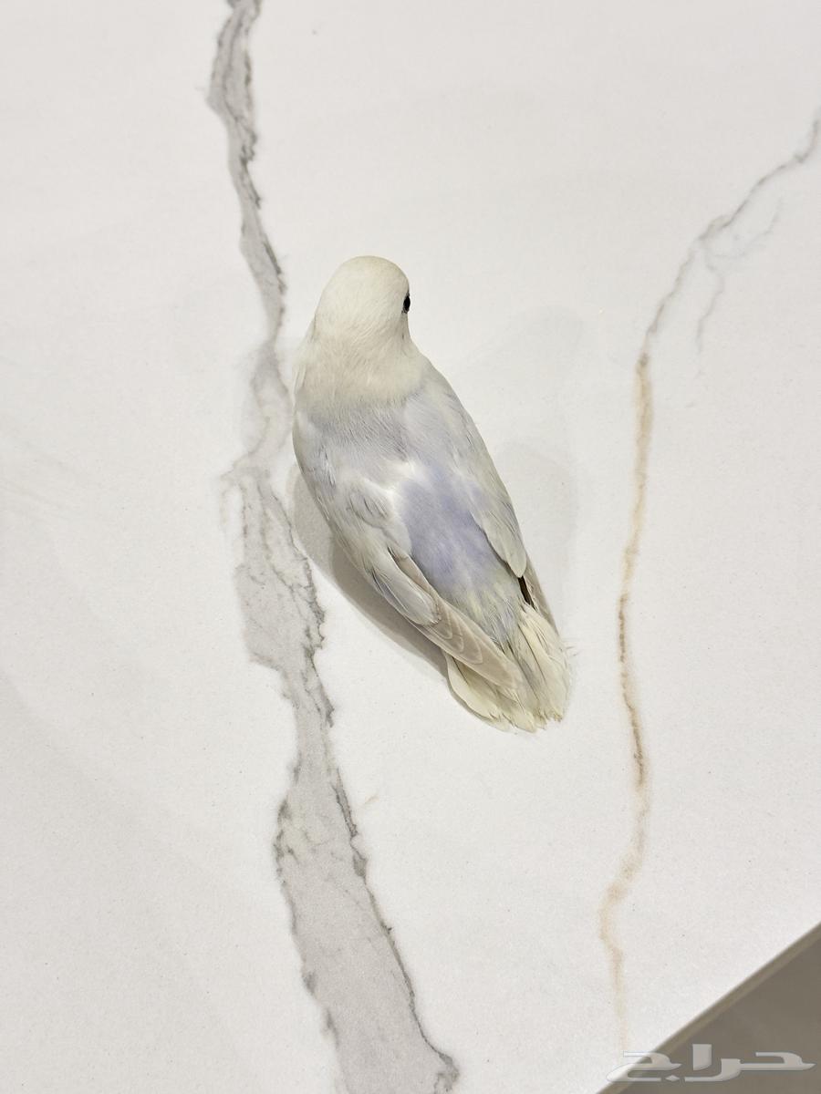 للبيع طير روز64548098532227112