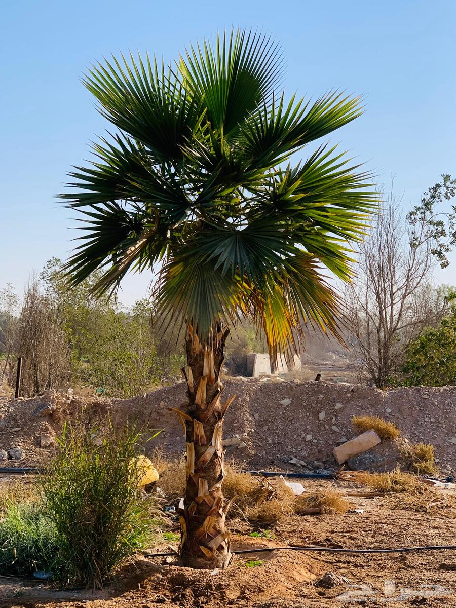 نخل واشنطن ملكي64548140353155111