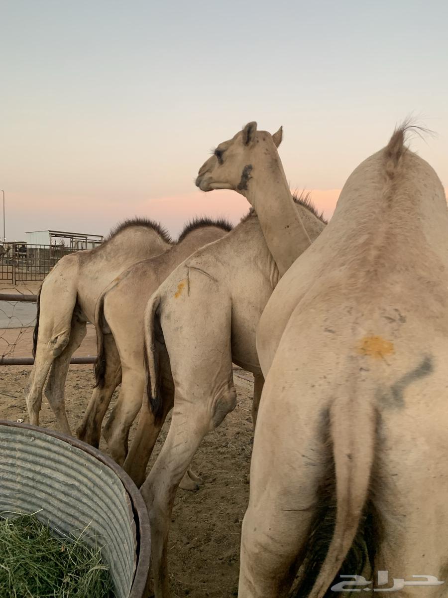 Qa'dan Marabi 5 months64552406339586111