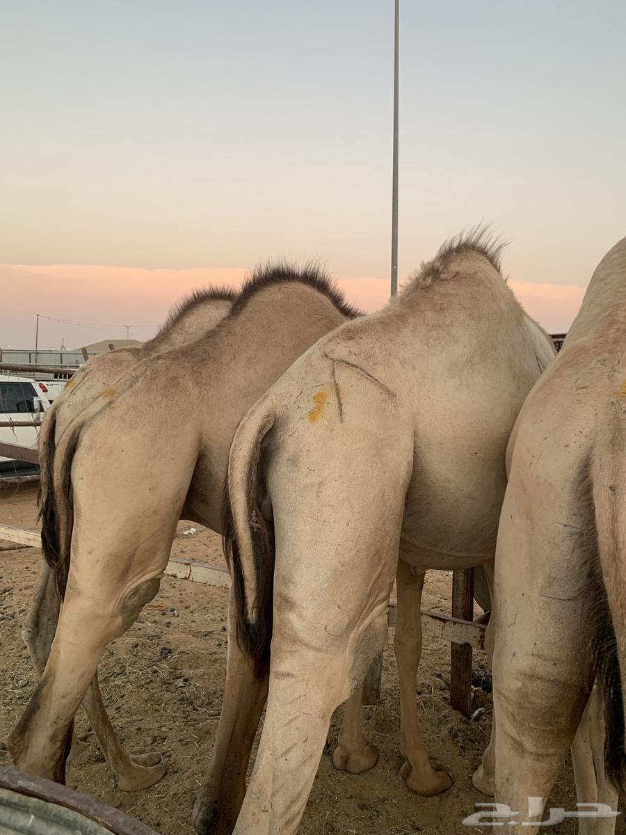 Qa'dan Marabi 5 months64552406339586113