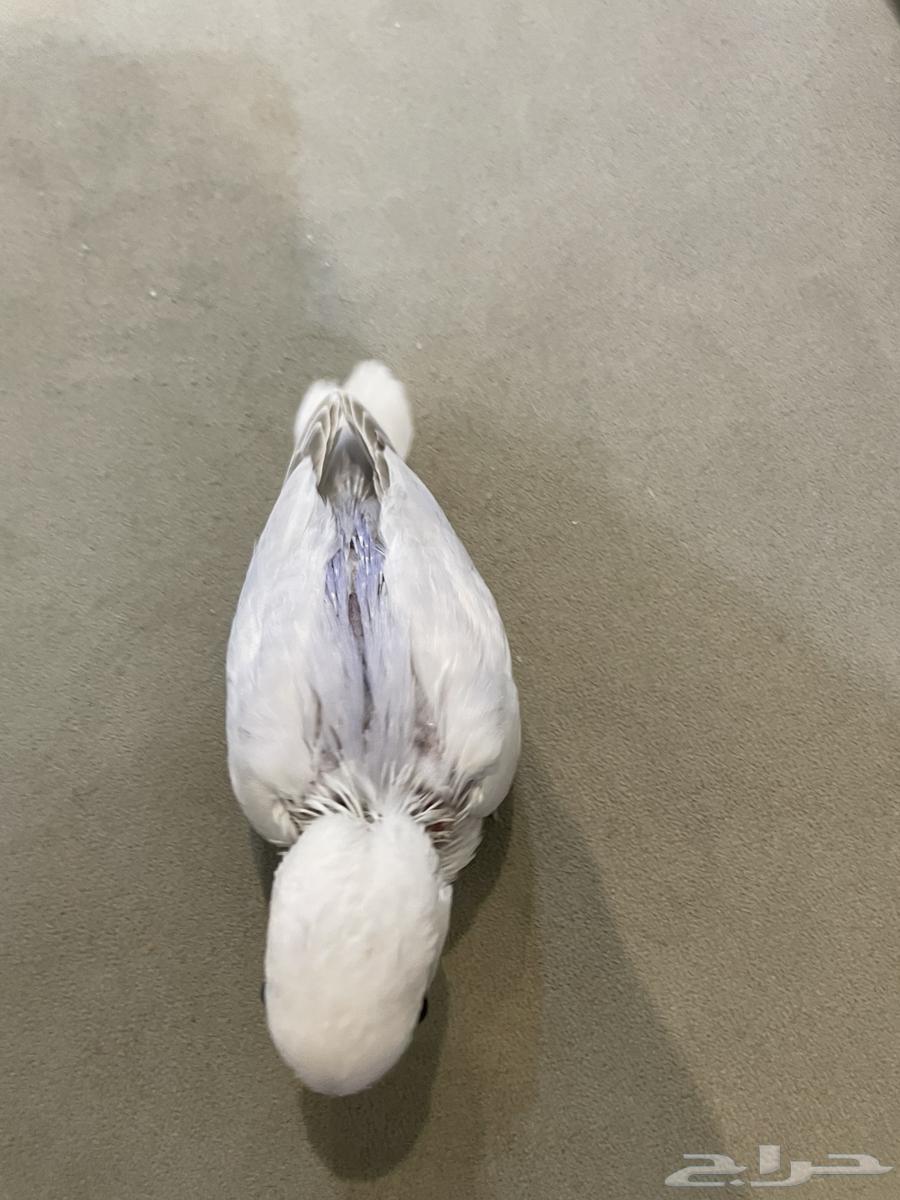 فرخ روز (تم البيع )64547457339905110