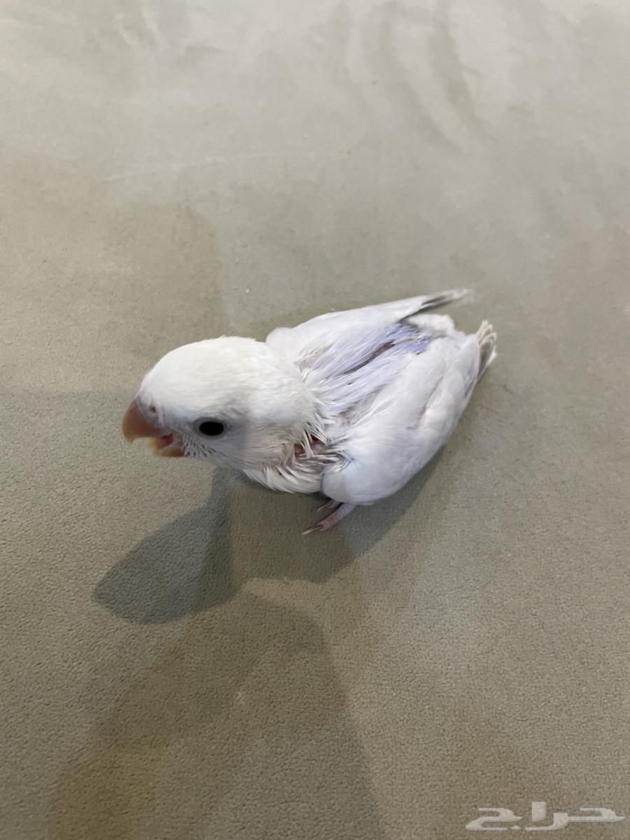 فرخ روز (تم البيع )64547457339905114