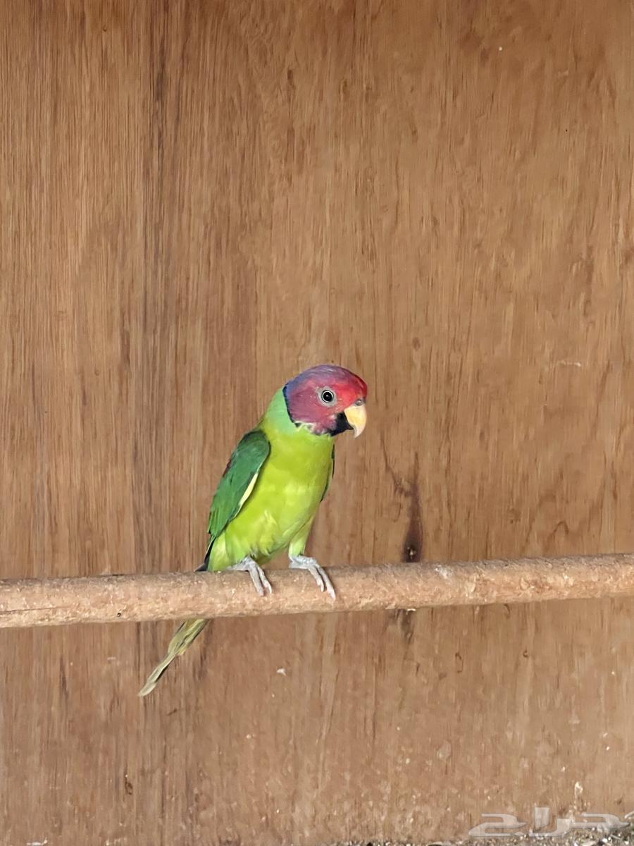 ببغاء بالم هد64551876760706113