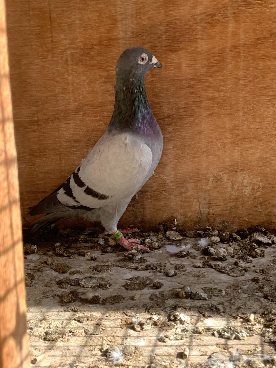 للبيع حمام زاجل سباق 2023 حجم وجرم توب64548266541313113