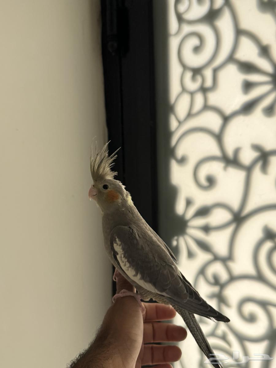 فرخ كروان اليف64546082371075112