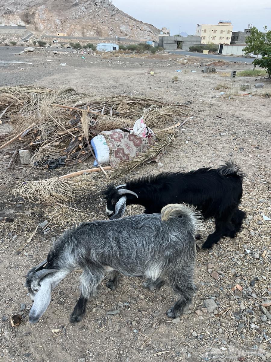 Tios Mushrou3a64550113753986114