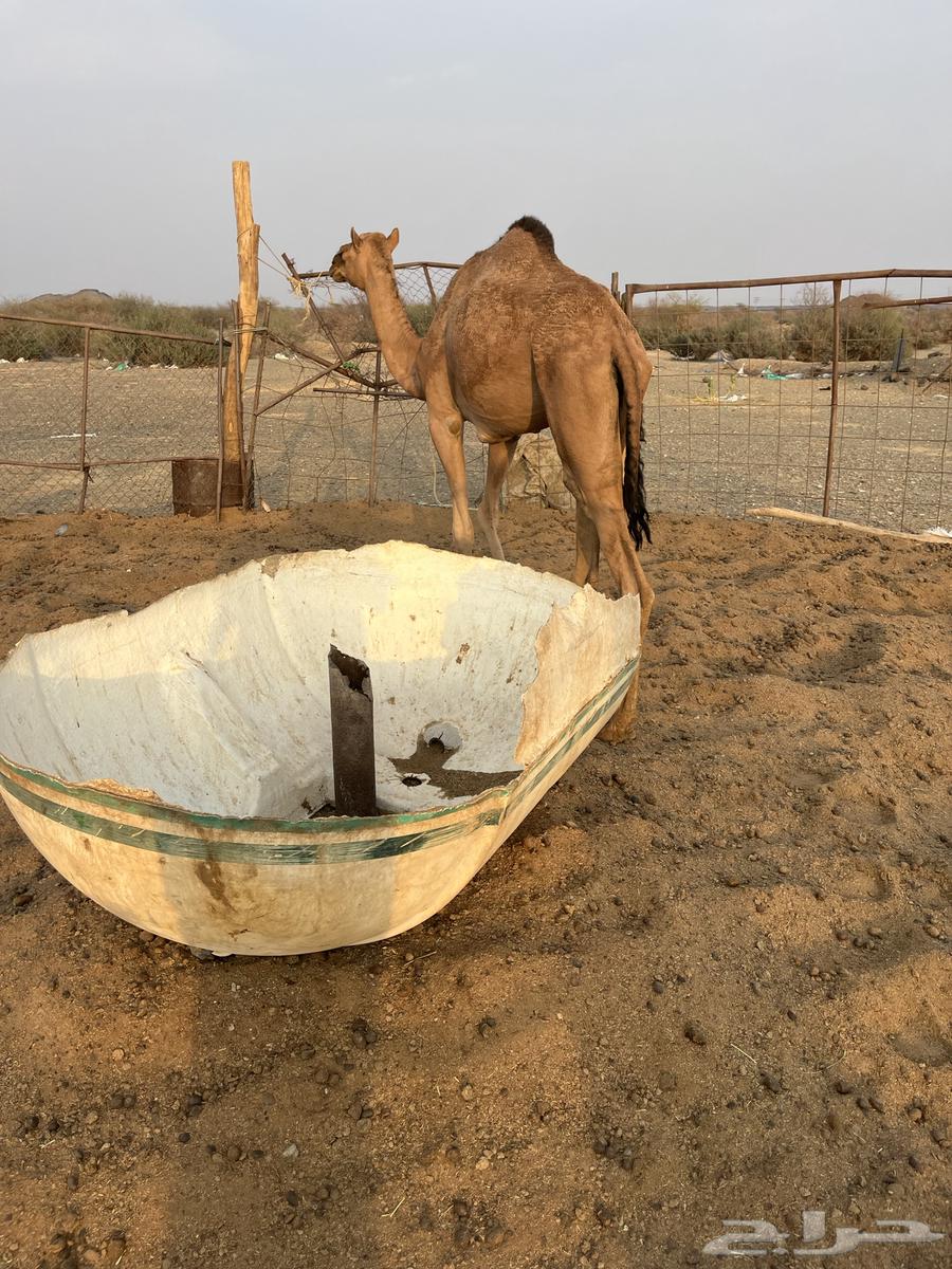 للبيع بكره لقيه64551632912386113