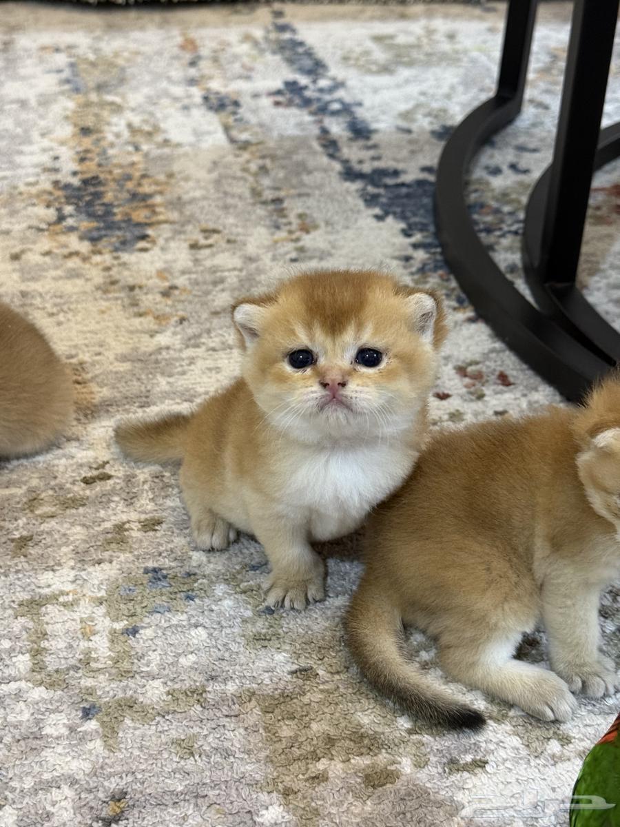 قطط اسكوتش فولد للبيع بيور مع امكانية التسجيل في منظمة القطط64544806153987112