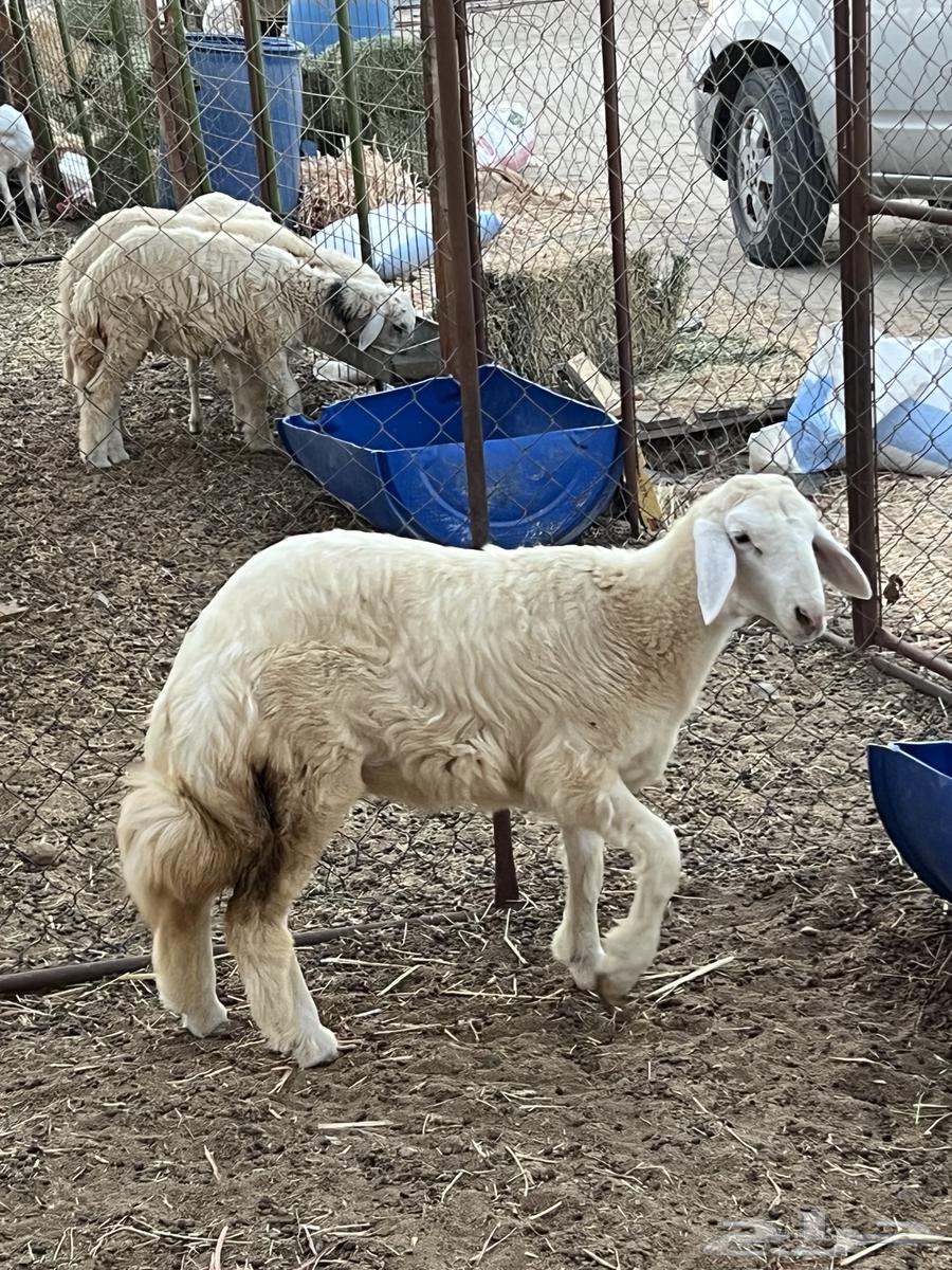 رخل حريه شحم ( تم البيع )64545701533569110