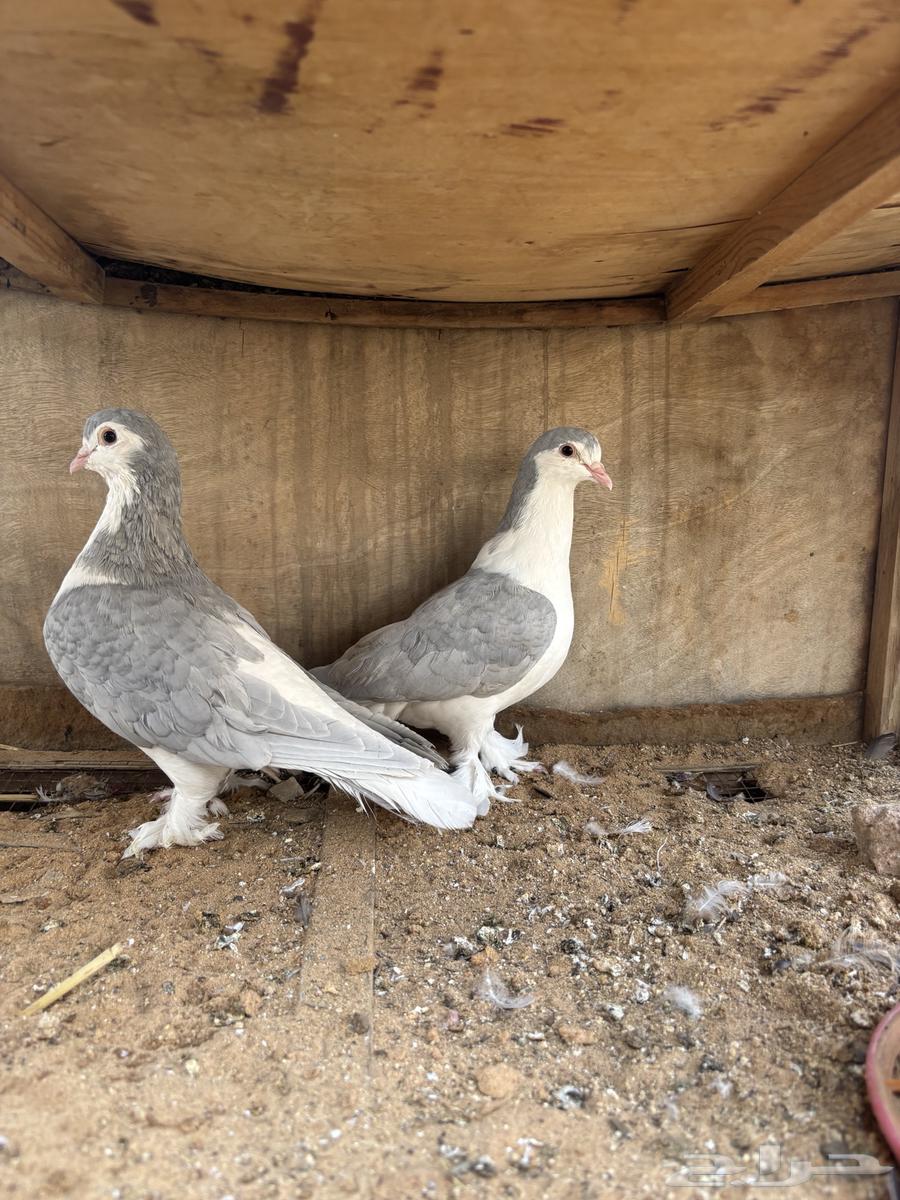 للبيع حمام جوز64552363385729114