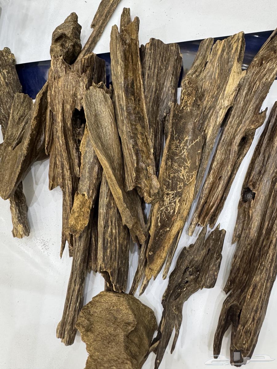 Types of Oud64545132731906110