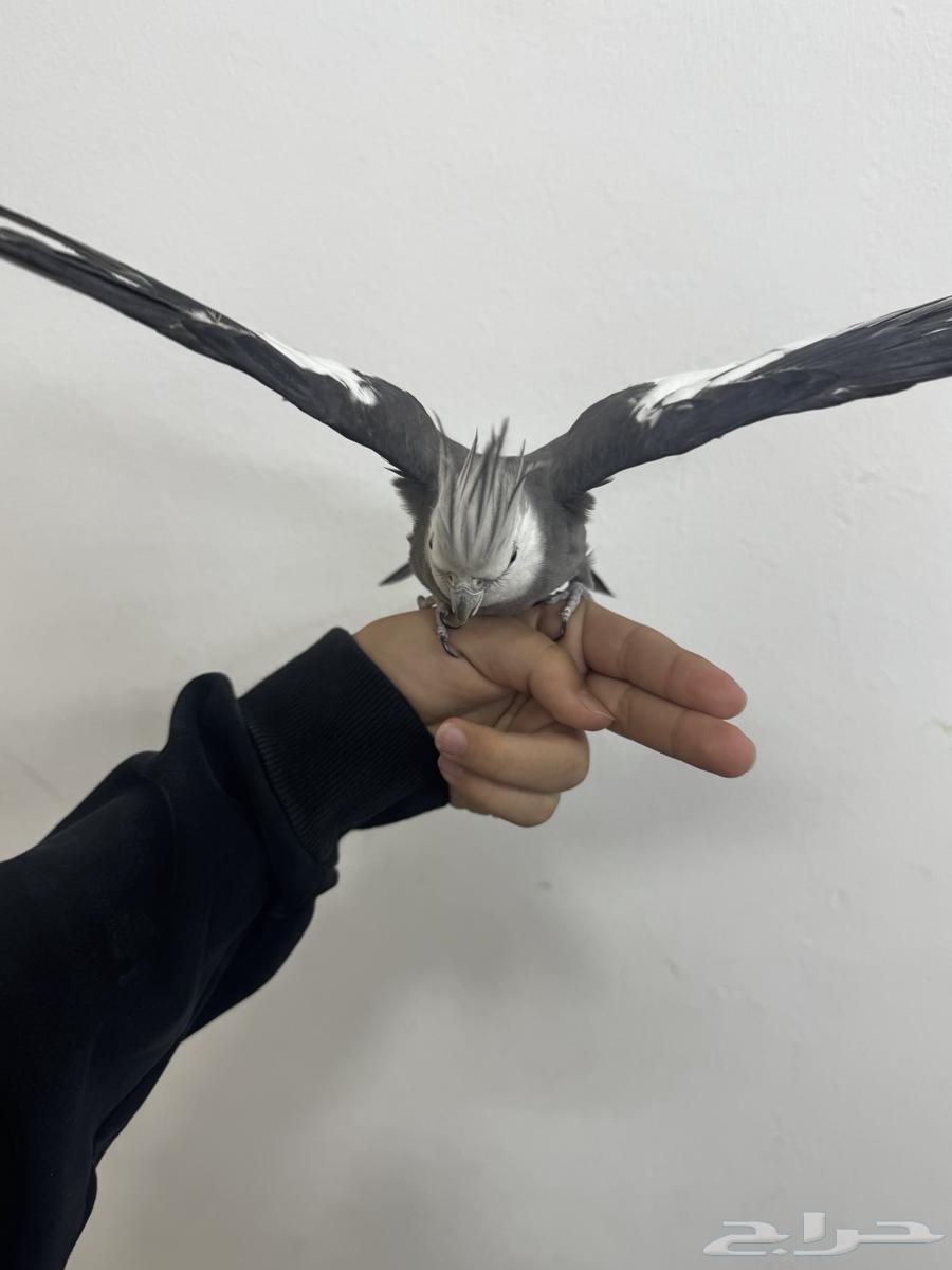 زوج كروان منتج للبيع  قفص حضانه  2مأكليه مشربيه64550145993730113