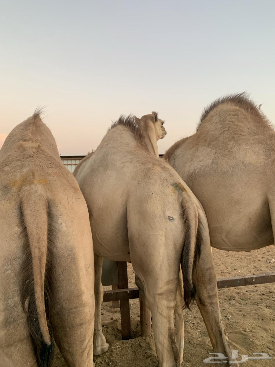 Qa'dan Marabi 5 months64552406339586112