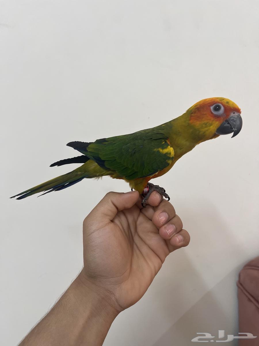 Sun Canior64547026706562112