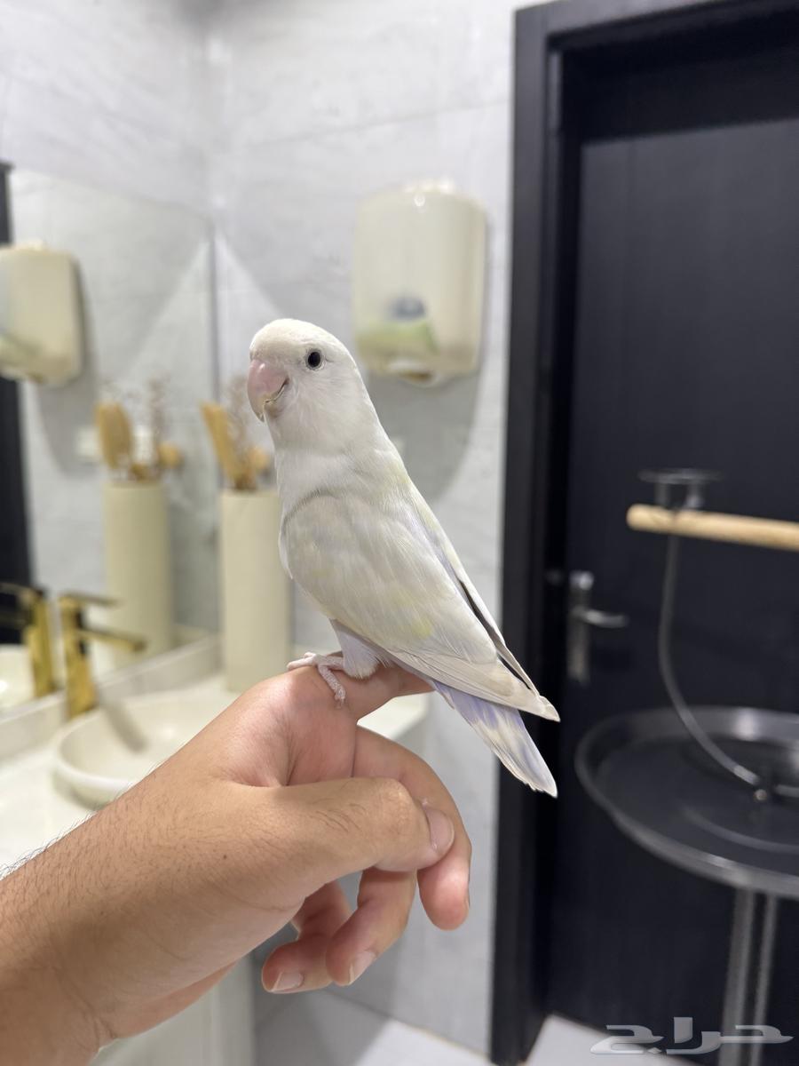 روز اليف وهدد للبيع64552163453186110