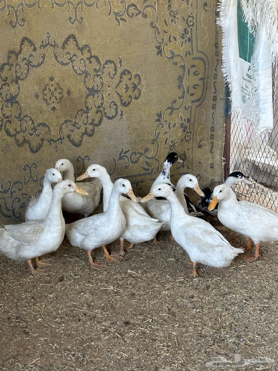 بط بكيني64545870448641110