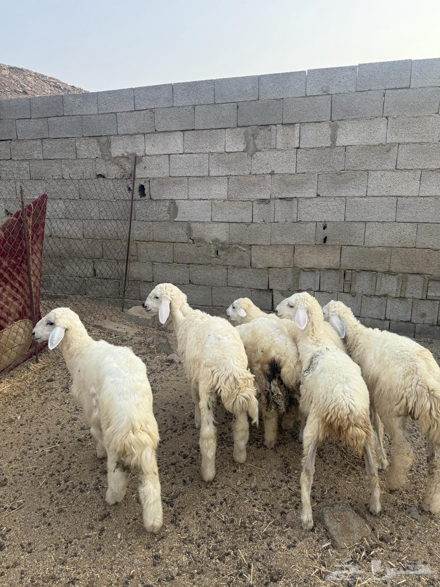 طليان ورخال 680 (تم البيع )64545556839554112