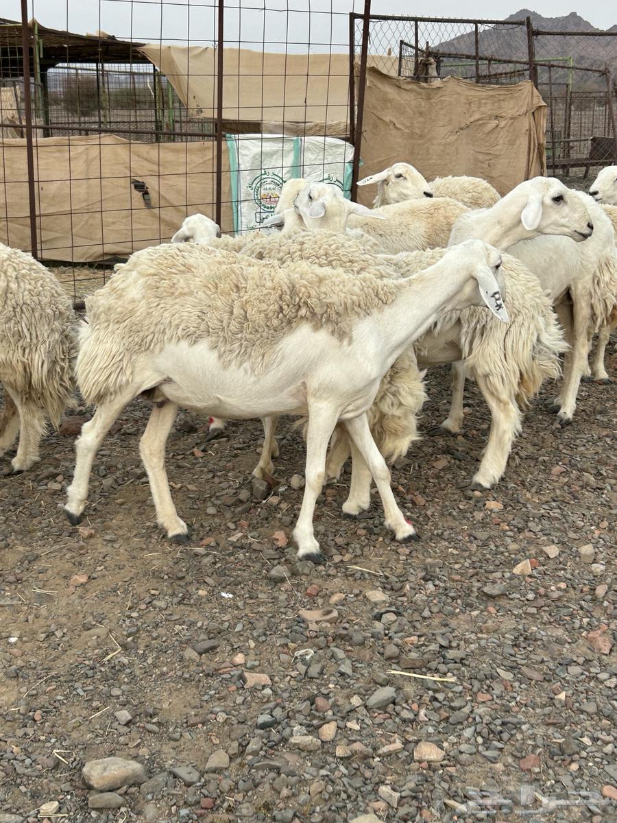 رخال حرش صنف (( تم البيع ))64551791492483113