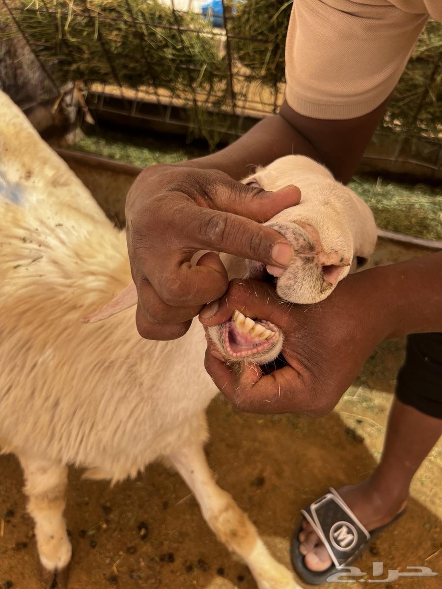 طلي حري عقيقة و ضيافة و ثلاجة64550718388099111