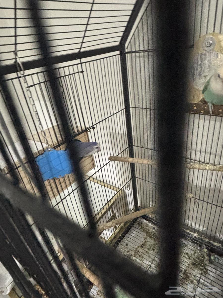 طيور روز جوزين وذكر64546999024131112