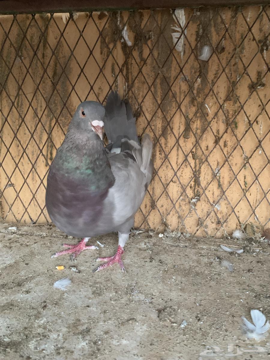 ذكر سلفر جرم طيب منتج64547110334466112