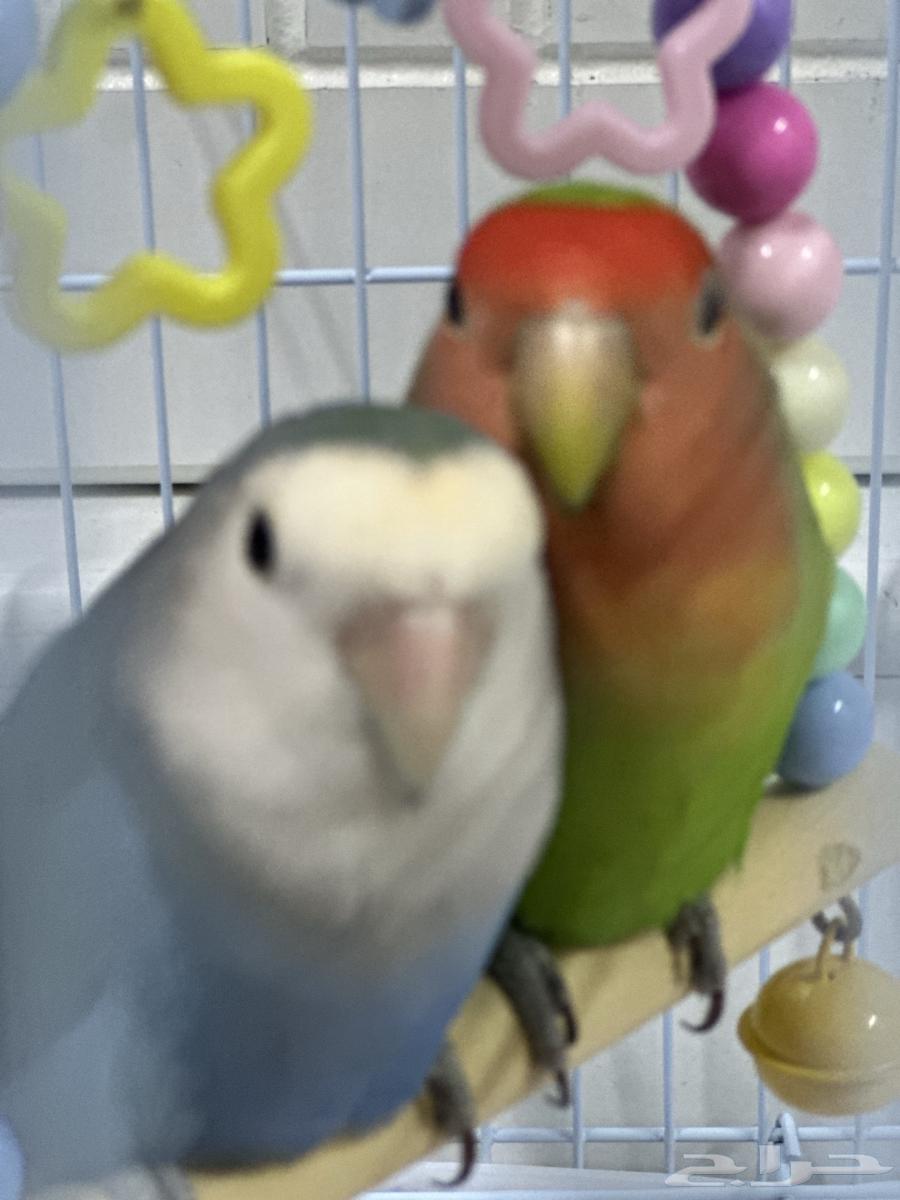 جوز طيور روز للبيع64549022970754112