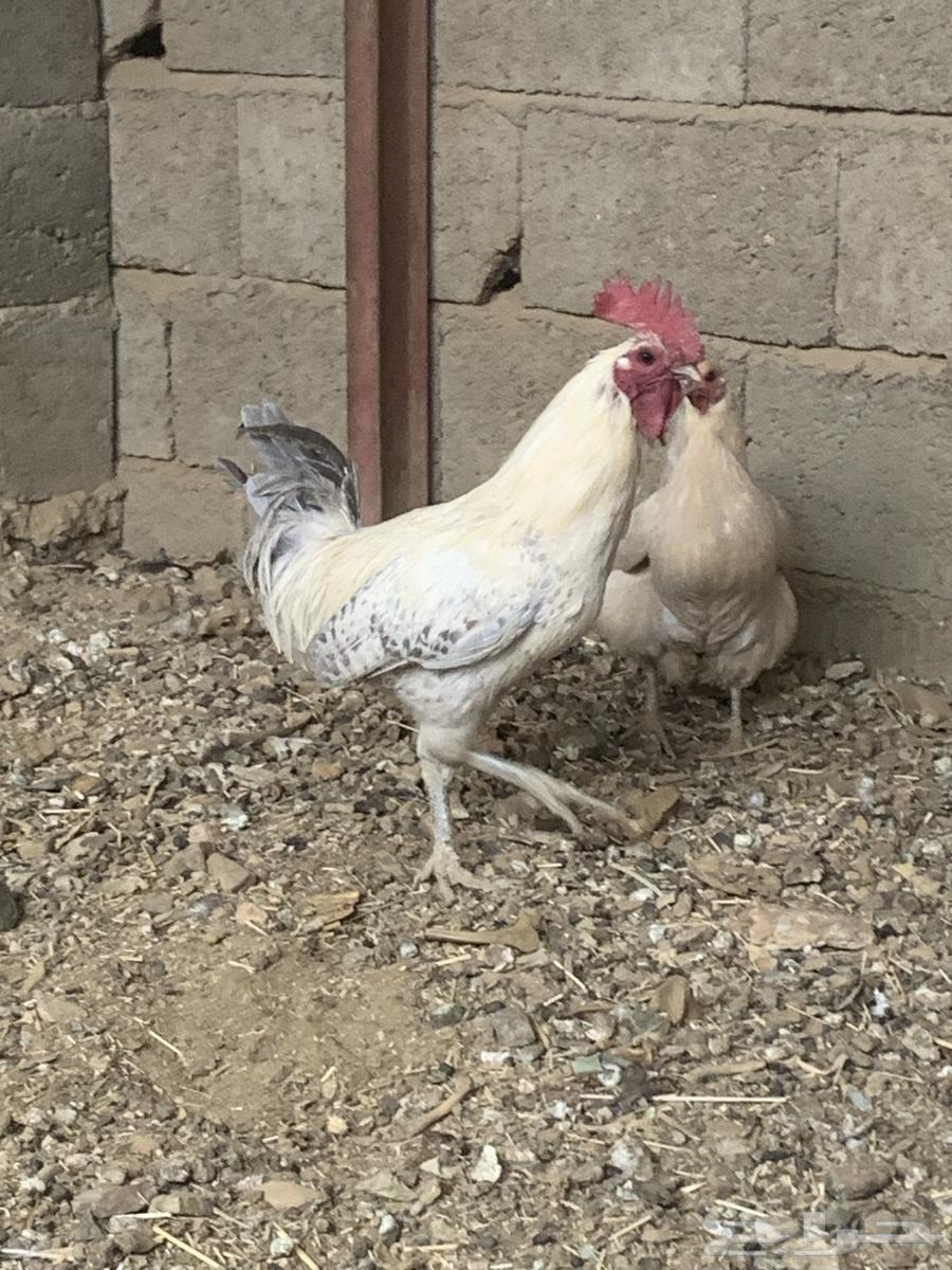 ديكه فيومي كفو كبار64548730645507112