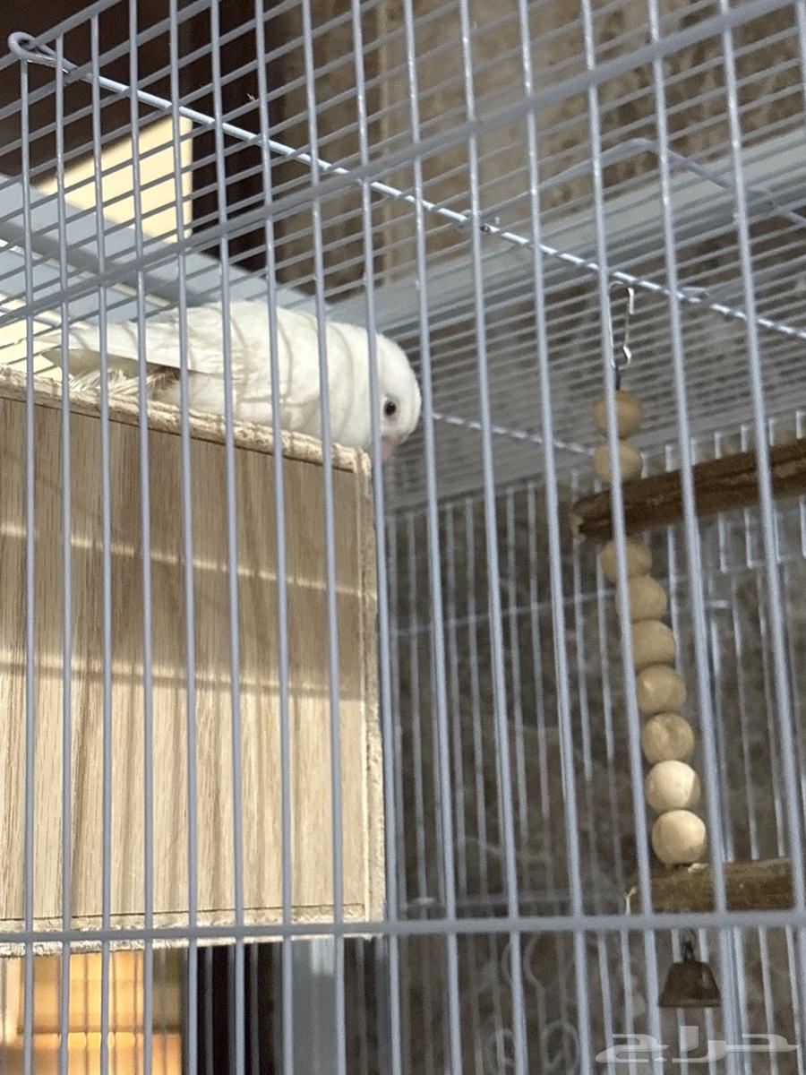 زور جوز ابيض64547026689665110